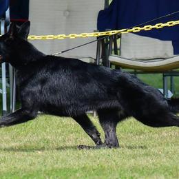 German Shepherds from Pure-Valor German Shepherds