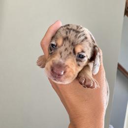 Sarabi AKC 5500 choc dapple - Dapple female Dachshund puppy in Indian Trail, North Carolina from Hilda’s Teenie Weenies