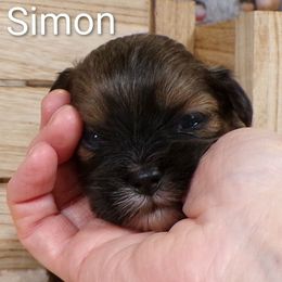 Simon - Brown male Lhasa Apso puppy in Jefferson, New York from Absolute Lhasa Love