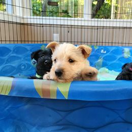 Scottish Terrier Puppies from Nicole's Scottish Terriers