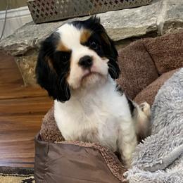 Cavalier King Charles Spaniel Puppies from Fairwyn Farm Cavalier King Charles Spaniels