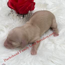Gracie - Cream female Dachshund puppy in Prescott, Arizona from Dachshund Family Love Breeders