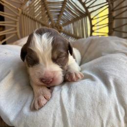 Lou - Red tri-color male Australian Shepherd puppy in Grants Pass, Oregon from Carmel Mountain Aussies