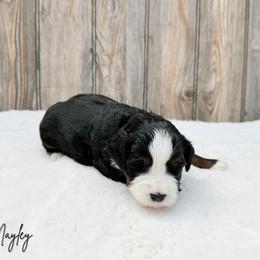 Mayley - Tri-color female Bernedoodle puppy in Wamego, Kansas from Doodles of Oz