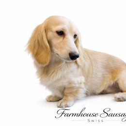 Swiss - Dachshund