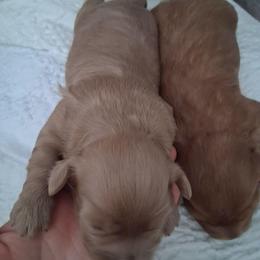 Lily - Red female Cavapoo puppy in Centerton, Arkansas from Velvet Paws Cavapoos