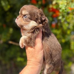 Myles - Chocolate and tan male Chihuahua puppy in Newport Beach, California from Exotic City Pomeranians and chihuahuas