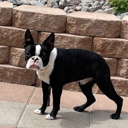 Boston Terriers from Debbie Coleman's Boston Terriers
