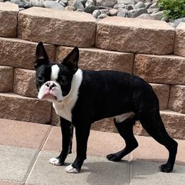 Boston Terriers from Debbie Coleman's Boston Terriers