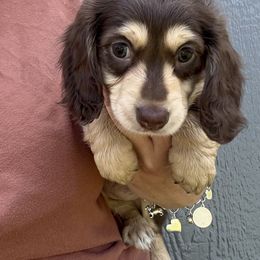 Bunny - Chocolate and cream female Dachshund puppy in Fort Worth, Texas from The Holloway Dachshunds