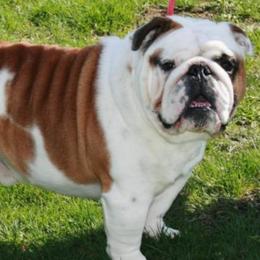 Bulldogs from T'Bulls Bulldogs
