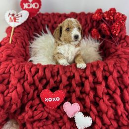 Goldendoodle Puppies from Maryland Designer Doodles