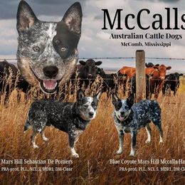 Australian Cattle Dog puppies from McCall's Mississippi AKC Blue Heelers Australian Cattle Dogs