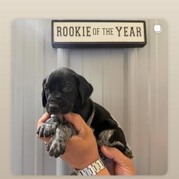 Babe pink collar - Black roan female German Shorthaired Pointer puppy in Six Mile, South Carolina from The Proper Pointer Co.