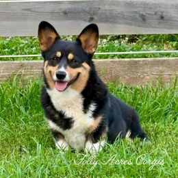 Rory - Pembroke Welsh Corgi