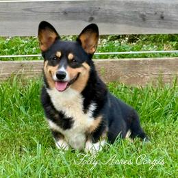 Rory - Pembroke Welsh Corgi