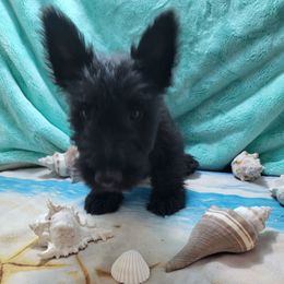 Bodie - Brindle male Scottish Terrier puppy in Pineview, Georgia from Carsten's Scottish Terriers