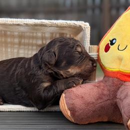 Bryce - Brown male Bernedoodle puppy in Lake Charles, Louisiana from Journey Doodles