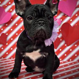 Daydream - Black female French Bulldog puppy in Rockville, Indiana from Blaze Of Glory Bostons & Frenchies