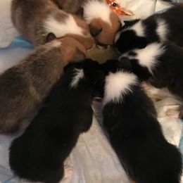 Cardigan Welsh Corgi and Pembroke Welsh Corgi Puppies from Dream Giver Corgis