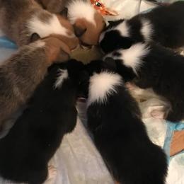 Cardigan Welsh Corgi and Pembroke Welsh Corgi Puppies from Dream Giver Corgis