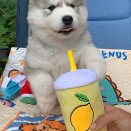 Siberian Husky Puppies from Canace Siberians