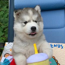 Siberian Husky Puppies from Canace Siberians
