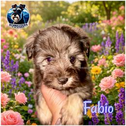FABIO - Liver male Miniature Schnauzer puppy in Spruce Pine, North Carolina from Schnauzers of Blue Ridge