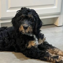 Bunny - female Golden Mountain Doodle puppy in Victoria, Texas from Deidre's Doodles