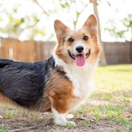 Mochi - Pembroke Welsh Corgi