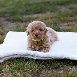 Ryder - Brown and white male Sheepadoodle puppy in Los Angeles, California from Exquisite Doodles