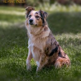 Jolene - Border Collie