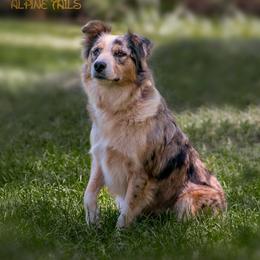 Jolene - Border Collie