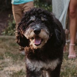 Olive - Bernedoodle