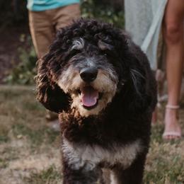 Olive - Bernedoodle