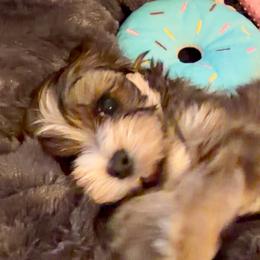 Buddy - Red sable male Havanese puppy in Dallas/Fort Worth, Texas from Sweet Feats Havanese