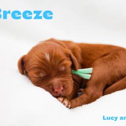 Breeze - Red male Australian Labradoodle puppy in Diamond Bar, California from Furrytaildoodles