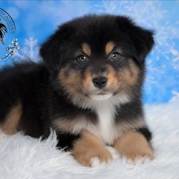 Peru - Black tri-color male Australian Shepherd puppy in Fultonville, New York from Sandy Aussies & Pomeranians