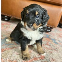 Bernedoodle Puppies from Abby Hamilton