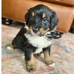Bernedoodle Puppies from Abby Hamilton