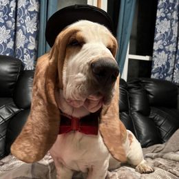 Edgar - Basset Hound