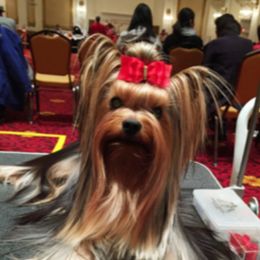 Yes - Yorkshire Terrier