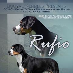 Greater Swiss Mountain Dog All Grown Up from Bugyal Kennel