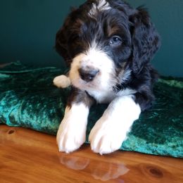Bernedoodle Puppies from Badlands Bernedoodles
