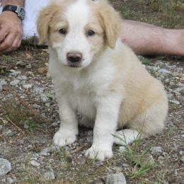 English Shepherd Puppies from Middle Tree Farm