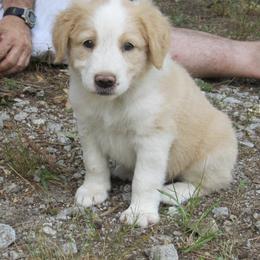 English Shepherd Puppies from Middle Tree Farm