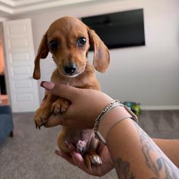 Kimber - Dapple female Dachshund puppy in Agua Dulce, Texas from Sunny EP Weenies