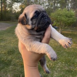 French Bulldog and Pug Puppies from Prestige Southern Pugs and Frenchies