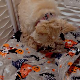 Luka - Black male Scottish Terrier puppy in Mancelona, Michigan from Stefany Farm of Happiness