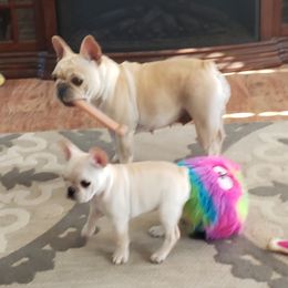 English Bulldog and French Bulldog All Grown Up from Clever Bulldogs